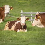 Kanja Velika Planina * Stahovica