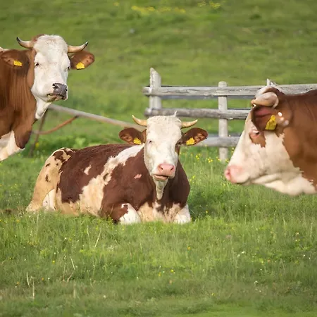 Kanja Velika Planina * Stahovica
