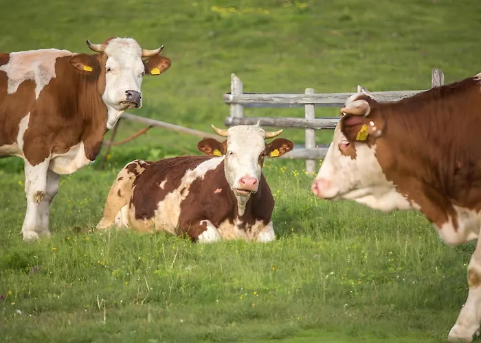 Kanja Velika Planina * Stahovica